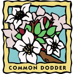 Common Dodder Floral