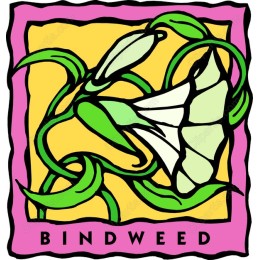 Bindweed