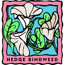 Hedge Bindweed Floral