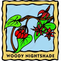 Woody Nightshade