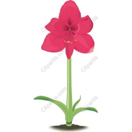 Amaryllis Flower