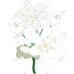 Elegant White Flower