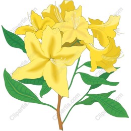 Yellow Flower
