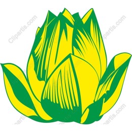 Yellow Lotus