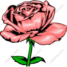Pink Rose