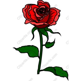 Elegant Red Rose