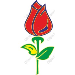 Vibrant Rose
