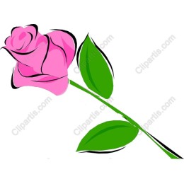 Exquisite Pink Rose