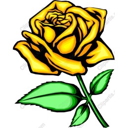 Yellow Rose