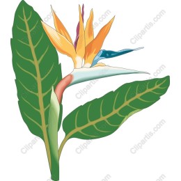 Vibrant Bird of Paradise