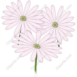 Elegant Pink Daisies