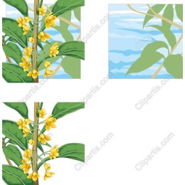 Yellow Blossom