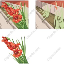 Vibrant Red Gladiolus Flower