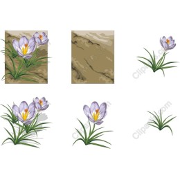 Crocus Flower Collection