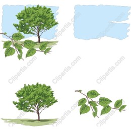 Elegant Tree and Branch Collection