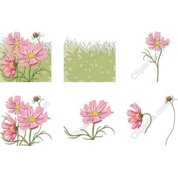 Pastel Pink Cosmos Flower Bundle