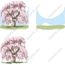 Weeping Cherry Tree