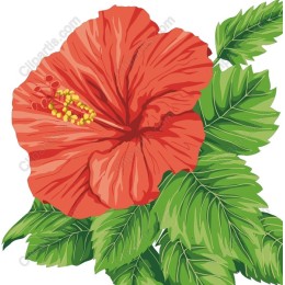 Hibiscus Flower