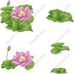Elegant Pink Lotus Flower