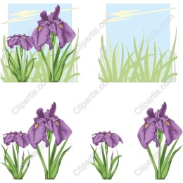 Iris Flower Collection