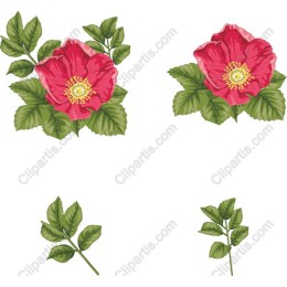 Vibrant Pink Flower Collection