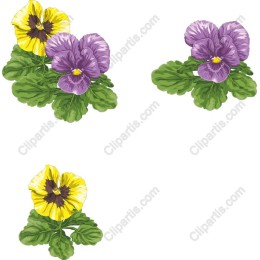 Vibrant Pansy Flower Set