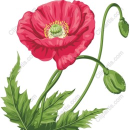 Vibrant Poppy Flower