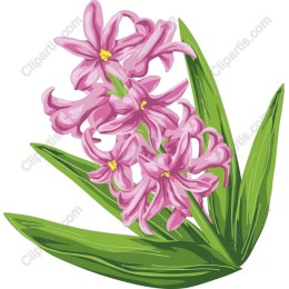 Elegant Pink Hyacinth