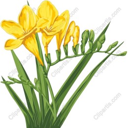 Yellow Freesia