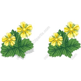 Vibrant Yellow Flower Cluster