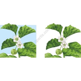 Botanical Elegance