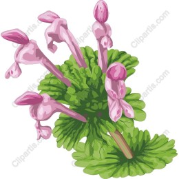 Delicate Pink Flower