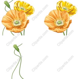 Golden Poppy Delight