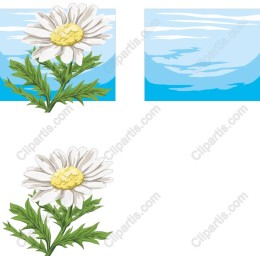 Vibrant Daisy
