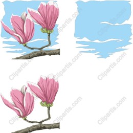 Pink Magnolia Flower