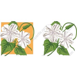 Elegant White Floral