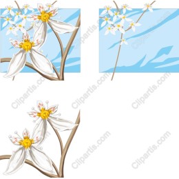Delicate White Flower