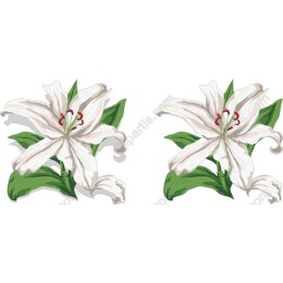 White Lily