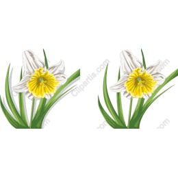 Daffodil Blossom