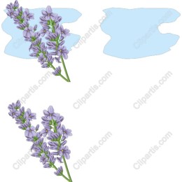 Lavender Delight
