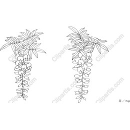 Wisteria Blossom