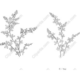 Delicate Botanical Branch