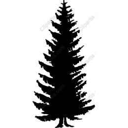 Pine Tree