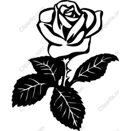 Elegant Black and White Rose