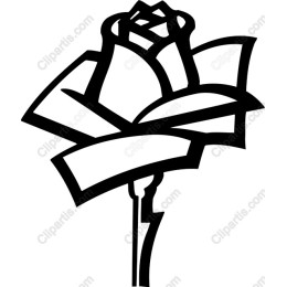 Elegant Rose