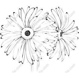 Elegant Gerbera Daisy