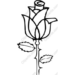 Elegant Rose