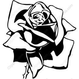 Black and White Rose