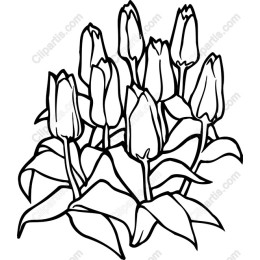Tulip Bouquet
