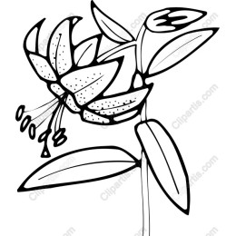Delicate Flower